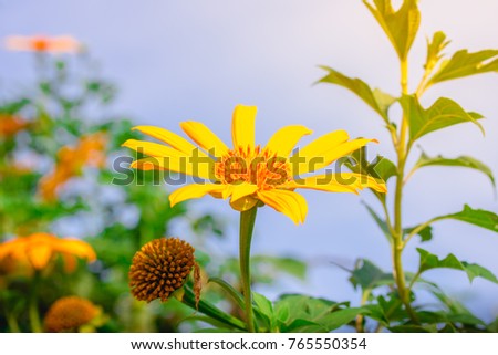Tree marigold, Mexican tournesol, Mexican sunflower, Japanese sunflower, Nitobe chrysanthemum
