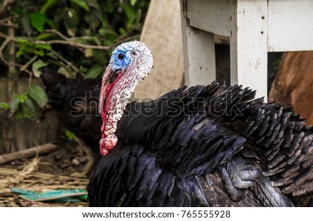 black turkey in the farm