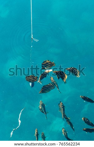 Fishing in deep blue ocean,a group of fish come together