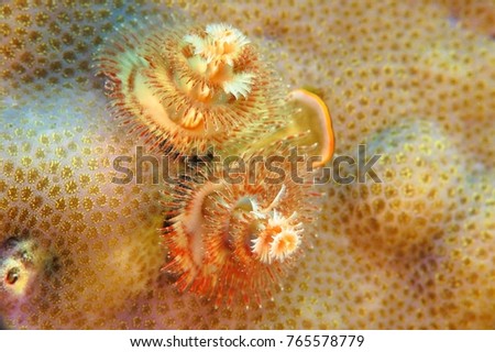 Macro wildlife on the coral reef. Underwater close up photography. Colorful christmas tree worm on the reef.