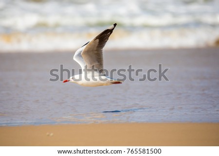 Flying seagulls over a sandy beach