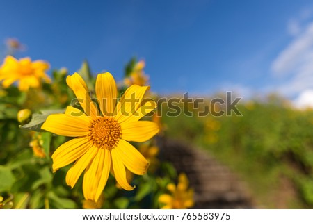 beautiful yellow mexican sunflower field on the hill at Doi mae u kor , maehongson , northern of Thailand