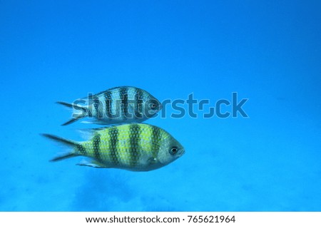 fish under the sea