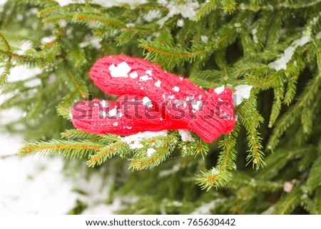Red warm knitted mittens on fir tree prickly green branches in winter park.