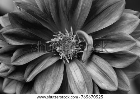 rose dahlia with water rain drop. Black and White version.