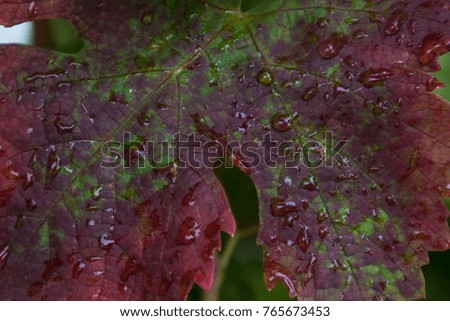 Vine leaves with drops of rain water.