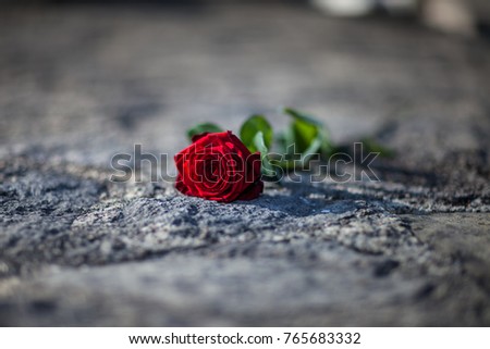 Natural beautiful red rose