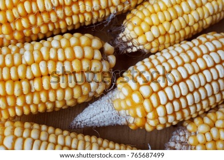 detail of yellow dried corns