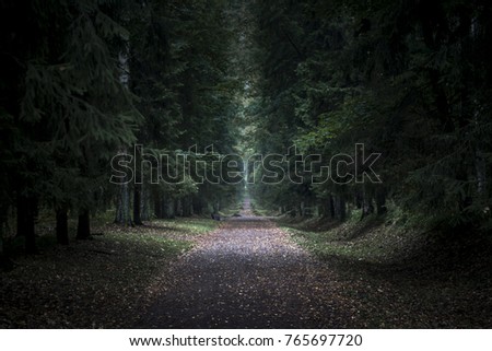 Dark terrible forest with path in the middle. Huge trees in night. Lost in forest background