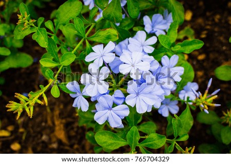 Beautiful Cape leadwort, White plumbago blooming with green leaves in the garden 