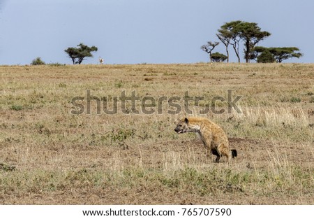 hyena at Serengeti Tanzania 
