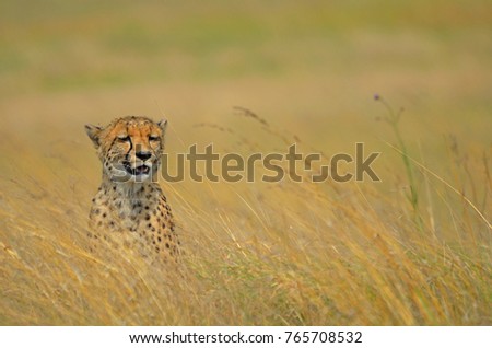 Female Cheetah (Acinonyx jubatus) portrait in Rietvlei Nature Reserve, South Africa
