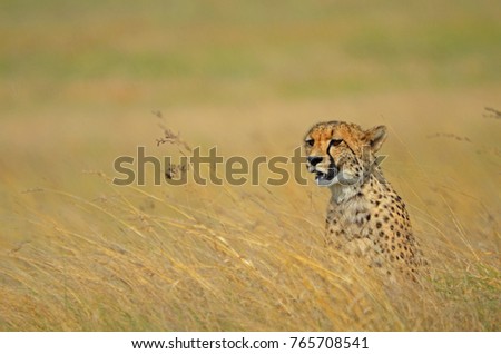 Female Cheetah (Acinonyx jubatus) portrait in Rietvlei Nature Reserve, South Africa