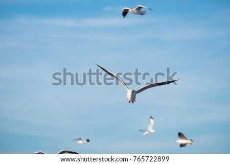 a seagull flying
