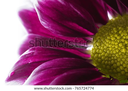 Chrysanthemum flower with reflections in drops on a black background