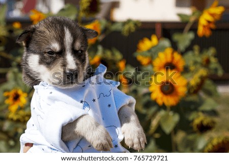 puppies of husky and husky in a shirt