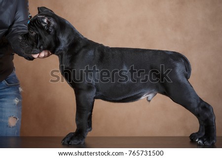 Dog Of The Breed Cane Corso Italian Mastiff Images And