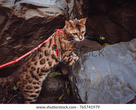 Bengal cat in the forest