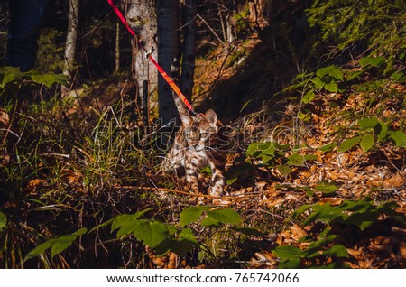 Bengal cat in the forest