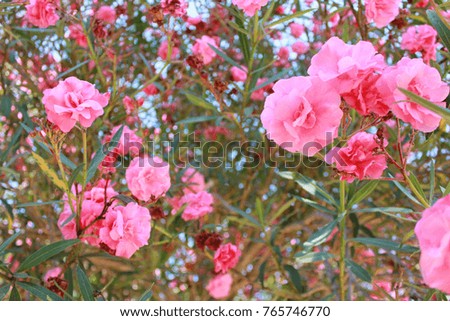Blossom Azalea Bush Pink Flower Leaves Close Up in Outdoor Park. Summer Sunny Day Scene with Bright Nature Plant and Colorful Flowers Petals Image. Landscape Wallpaper at the Garden Terrace Yard.