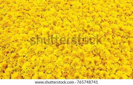 Lots of beautiful marigold flowers