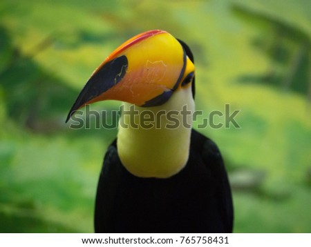Bird toucan with a damaged nose. Perhaps the ecological situation is bad.