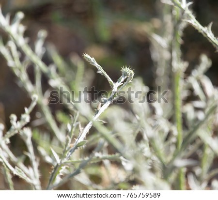 prickly plant in nature