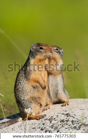 Mother and young Columbian Ground Squirrel on a rock in Okanagan Valley, British Columbia, Canada