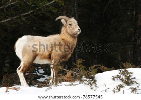 Rocky Mountain Big-Horned Sheep in winter, Banff National Park Alberta Canada