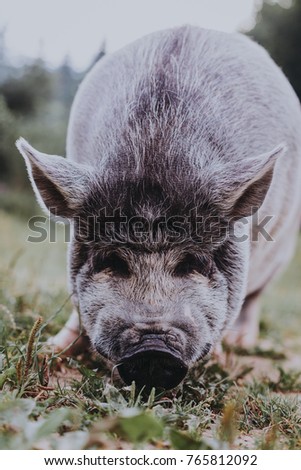 Vietnamese pig in the meadow