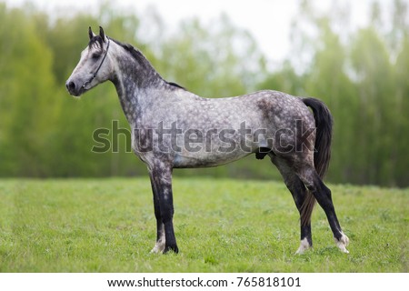 grey horse stands sideways on the summer field - conformation