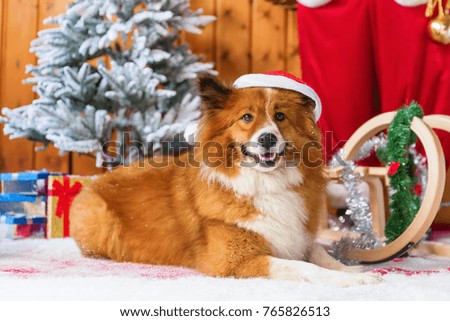 picture of a cute elo dog in front of christmas decoration