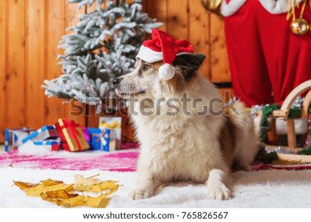 picture of a cute elo dog in front of christmas decoration