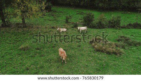 herd of cows in a meadow