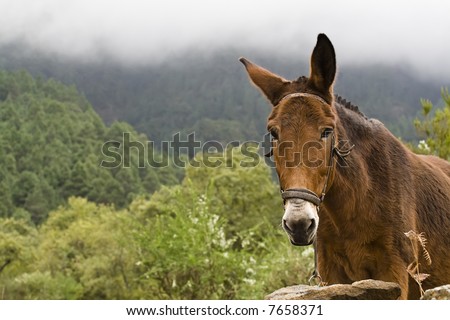 Portrait of a mule in a rainforest