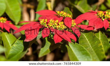 Red poinsettia flowers (Euphorbia pulcherrima), aka Christmas Star