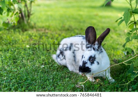Little Bunny on the Meadow Eating Grass