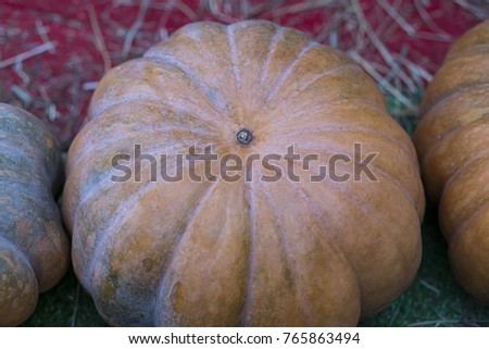orange flat ribbed pumpkin symbol autumn crop close-up background natural