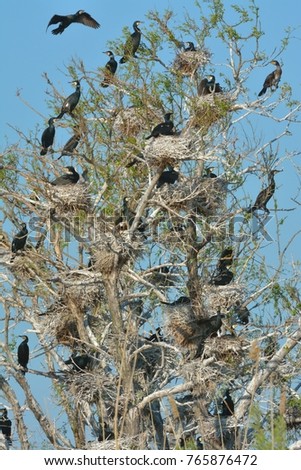 Great Cormorant Colony