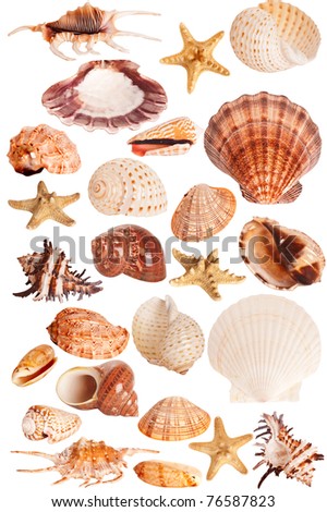 collection of seashells isolated on white background Royalty-Free Stock Photo #76587823