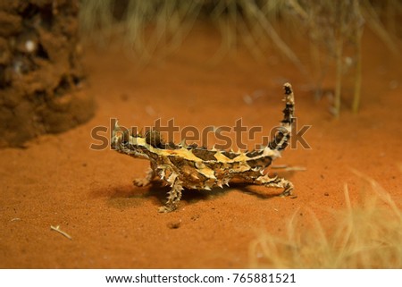 Thorned Devil on red sand in Outback