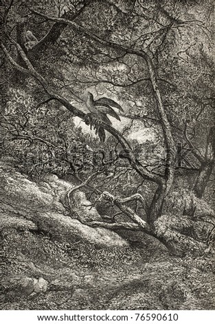 Old illustration of raptorial bird in the forest holding his prey, a squirrel, on a branch. Created by Bodmer and Comte, published on L'Illustration, Journal Universel, Paris, 1868