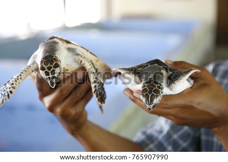Serangan Bali Indonesia. Turtle rehabilitation centre. From all over the island of Bali people bring turtle eggs. Here they hatch them and return them to nature when they are strong enough.