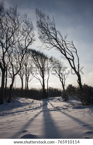 Upright Picture of Trees in the Wind at Coastline of Baltic Sea