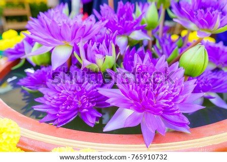 Purple lotus species from Thailand. Known as the King of Siam.