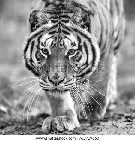 Tiger close-up