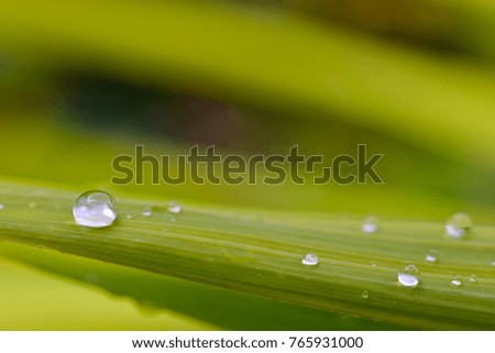 Water drops on green leave