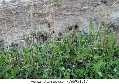 Green grass, black withered and frozen clover. Autumn background