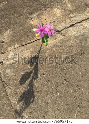 Flower on concrete. Royalty-Free Stock Photo #765957175