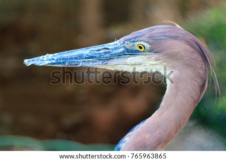 Beautiful portrait of the Goliath heron (Ardea goliath), also known as the giant heron